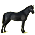 Pony Deutsches Reitpony Fuchs