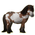 Pony Shetlandpony Fuchs