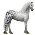 Reitpferd Friese Rappe