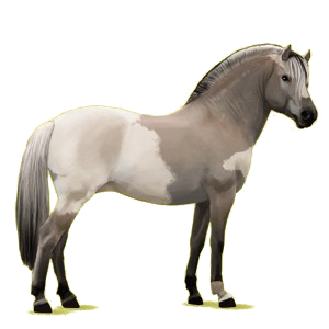Pony Norweger Braunfalben