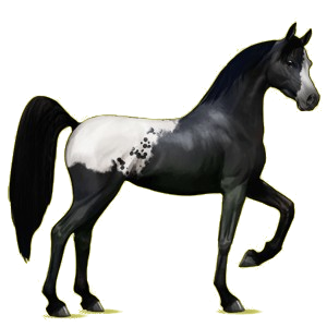 Reitpferd Araber Falbe