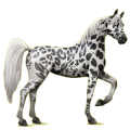 Reitpferd Araber Brauner