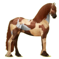 Reitpferd Friese Rappe