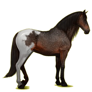 Reitpferd Andalusier Rotbrauner