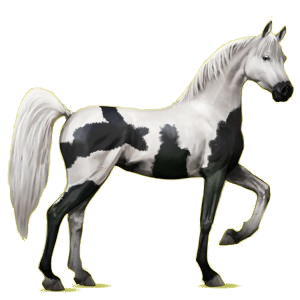 Reitpferd Araber Rappe