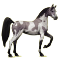 Reitpferd Araber Forellenschimmel