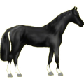 Reitpferd Trakehner Rappe