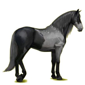 Reitpferd Andalusier Dunkelbrauner