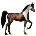 Reitpferd Araber Rappe