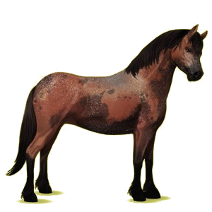 Pony Quarter Pony Palomino