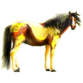 Reitpferd Paint Horse Brauner mit Tobiano-Scheckung