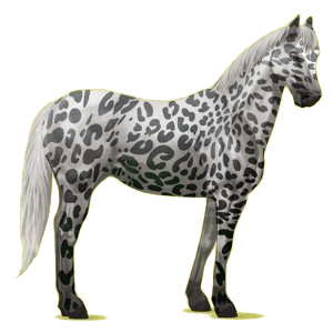 Reitpferd Paint Horse Palomino mit Tobiano-Scheckung