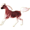 Reitpferd Mustang Rotbrauner