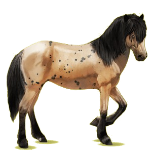 Reitpferd Isländer Brauner