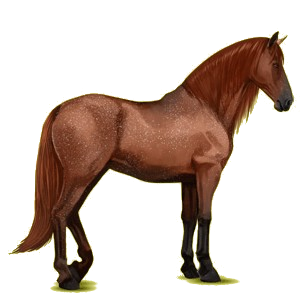 Reitpferd Andalusier Hellgrau