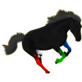 Reitpferd Mustang Brauner