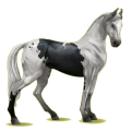 Reitpferd Marwari Hellgrau