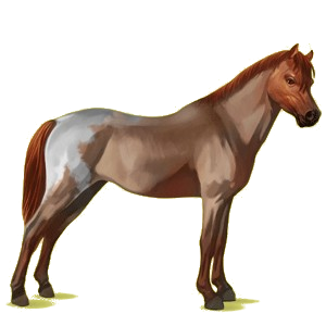Pony Deutsches Reitpony Apfelschimmel