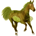 Reitpferd Araber Apfelschimmel