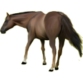 Reitpferd Hannoveraner Brauner