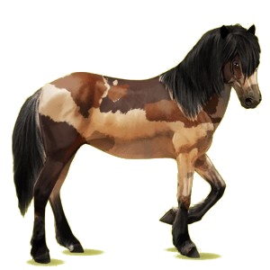 Reitpferd Isländer Mausgrau