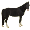 Pony Deutsches Reitpony Palomino