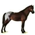 Pegasus-Pony Welsh Cob Rappe