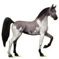 Reitpferd Strawberry Roan