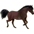 Pony Shetlandpony Rappe