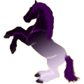 Reitpferd Araber Hellgrau