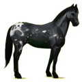 Reitpferd Paint Horse Overo-Fuchsschecke