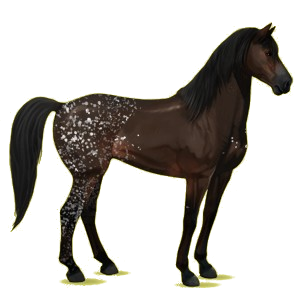 Reitpferd Mustang Rappe