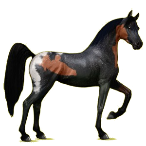 Reitpferd Araber Rotbrauner