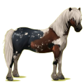 Pony Neufundland Pony Brauner