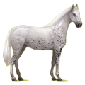 Reitpferd Holsteiner Dunkelbrauner
