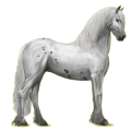 Reitpferd Friese Rappe