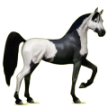 Reitpferd Araber Apfelschimmel