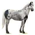 Reitpferd Paint Horse Palomino mit Tobiano-Scheckung