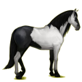 Reitpferd Andalusier Hellgrau