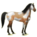 Reitpferd Mustang Dunkelbrauner