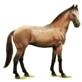 Reitpferd Trakehner Brauner