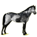 Pony Deutsches Reitpony Brauner