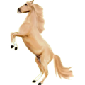 Pony Deutsches Reitpony Dunkelbrauner
