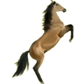 Pony Connemara-Pony Brauner