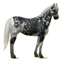 Reitpferd Paint Horse Fuchs mit Tobiano-Scheckung