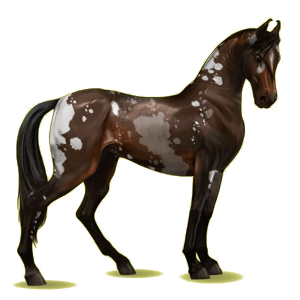 Reitpferd Marwari Rotbrauner