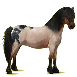 Pony Neufundland Pony Strawberry Roan
