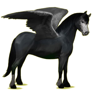Pegasus-Pony Quarter Pony Rappe