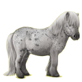 Pony Shetlandpony Brauner