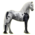 Reitpferd Friese Rappe